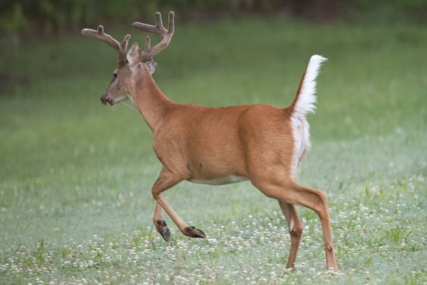 istock White tail deer eating grasses in the meadows 1432827147
