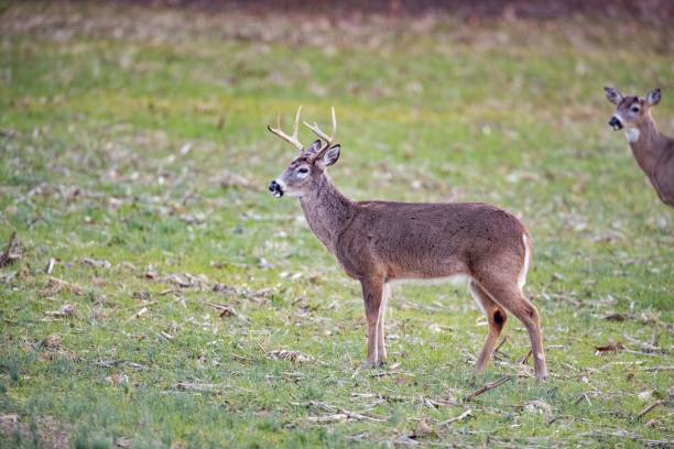 istock White tail deer eating grasses in the meadows 1432827198