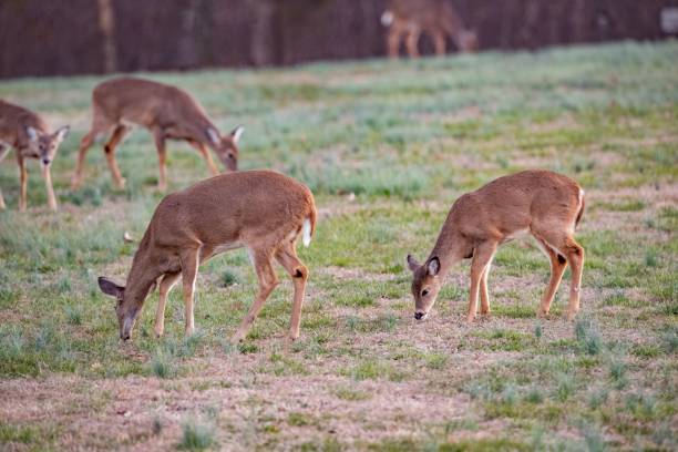 istock White tail deer eating grasses in the meadows 1432827201