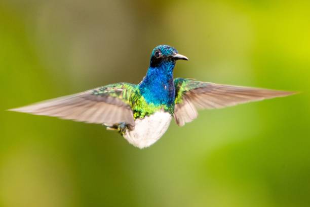 istock Hummingbird flying with blurred background 1432827428
