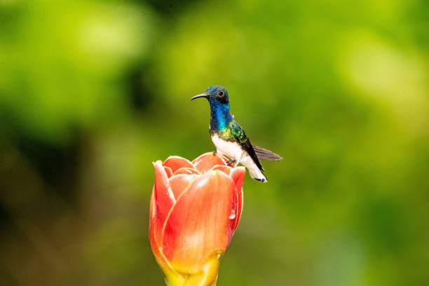 istock Hummingbird getting food from the flower with blurred background 1432827445