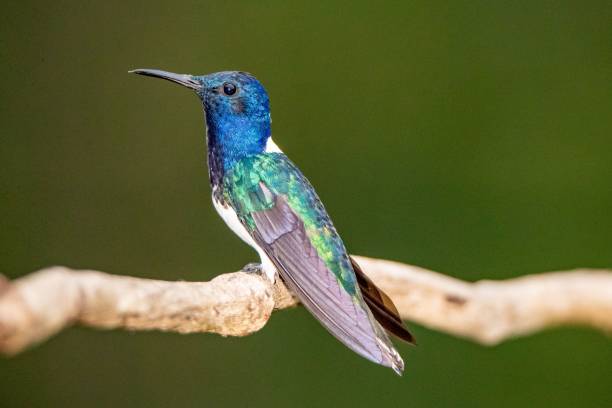 istock Hummingbird perching on a branch with blurred background 1432827469