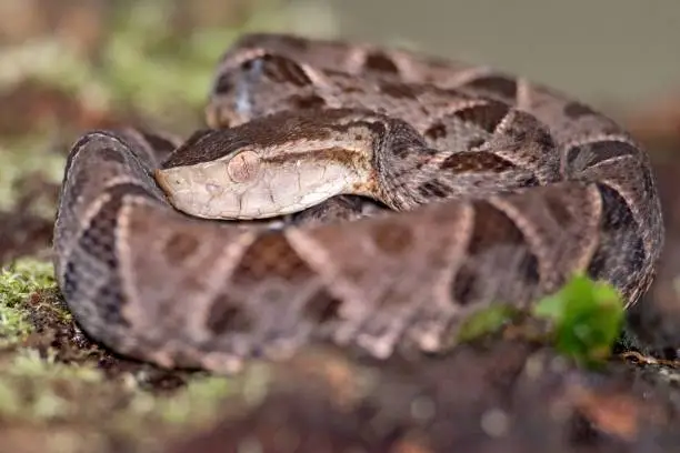 Photo of Closeup of Deinagkistrodon snake slithering on green mosy rock on blur background