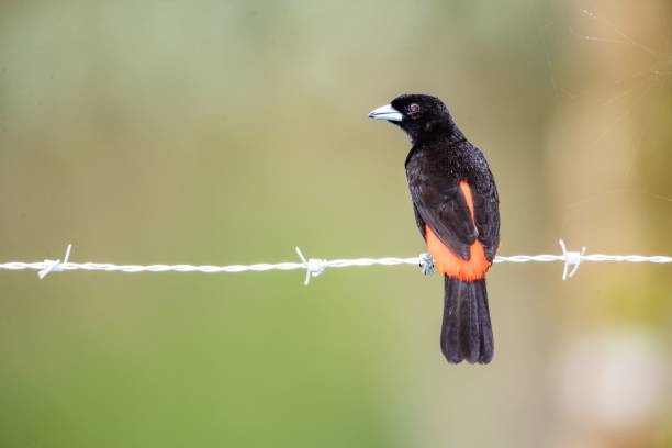 istock Back view of adorable Cherrie's tanager bird looking left while perched on barbed wire in Costa Rica 1432827563