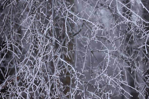 istock Tree branch and leaves covered with snow during winter 1432827583