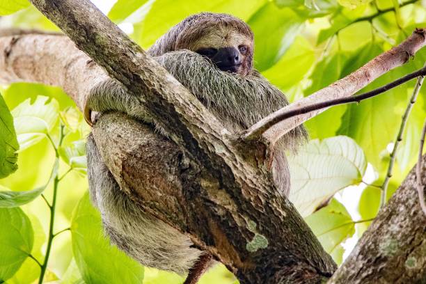 istock Sloth sitting on top of the tree branch 1432827621