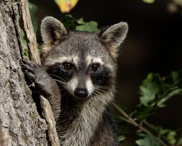 istock Closeup shot of a racoon hiding behind a tree 1432827726