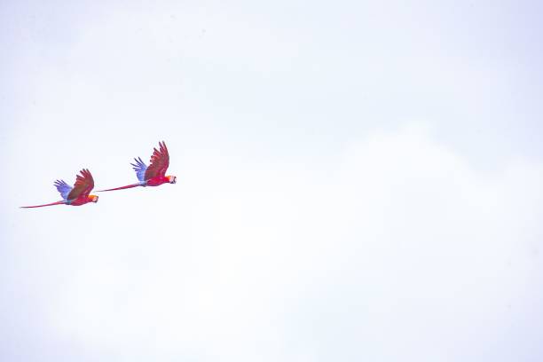 istock Two scarlet macaws (ara macao) isolated on white background with copy space 1432827742