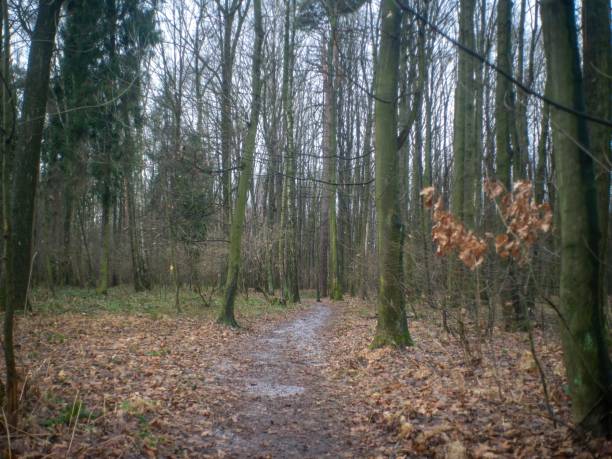 istock Wet pathway in a misty autumn forest 1432828237