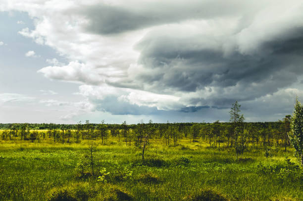 Low stormy clouds filling the sky over a swampy area in a forest