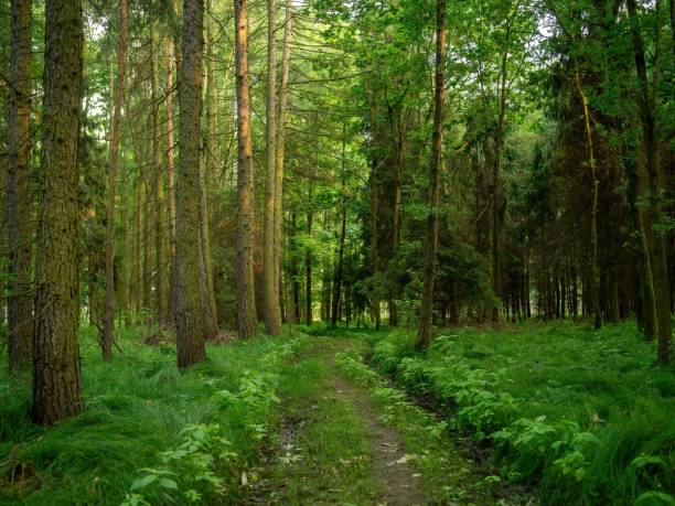 istock Beautiful walking trail through a bright green forest 1432828582