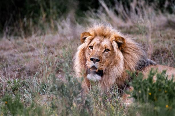 istock Closeup of a lion laying on grass 1432828594