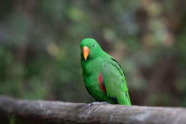 istock Macro of a green parrot on a tree branch 1432828610