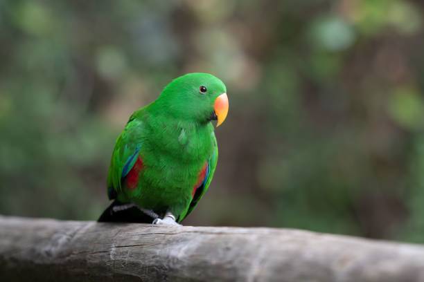 istock Macro of a green parrot on a tree branch 1432828611