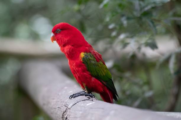 istock Macro of a red lory on a tree branch 1432828725