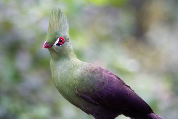 istock Macro of a turaco on a tree branch 1432828729