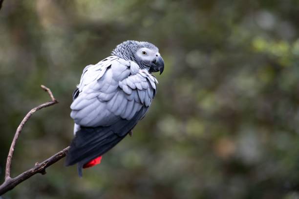 istock Macro of a grey parrot on a tree branch 1432828738