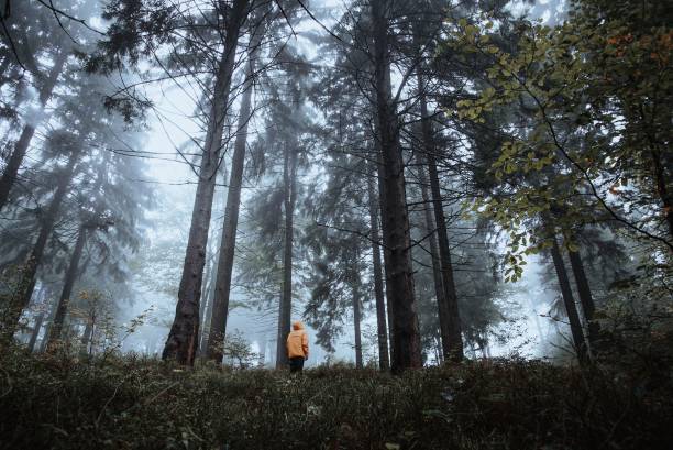 istock Person in a yellow coat in the misty forest. 1432828857