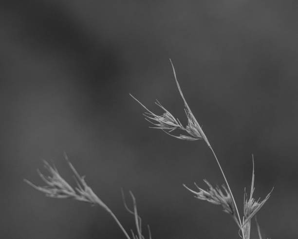 istock Grayscale shot of grass in a field 1432828873