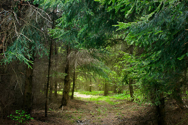 istock road in the woods 1432828972