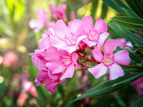 Close up photo of pretty pink Oleander Nerium flowers branch with leaves