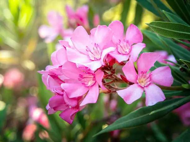 Photo of Close up photo of pink Oleander Nerium flowers branch with leaves