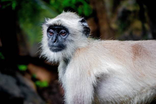 istock Gray langur monkey in the forest, close-up 1432829611