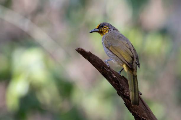 istock Stripe-throated Bulbul Pycnonotus finlaysoni, Thailand. 1432829653