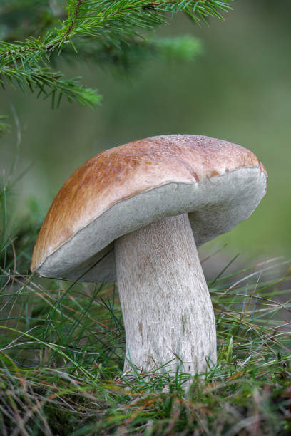 incredibile fungo penny bun nell'erba - porcini mushroom foto e immagini stock