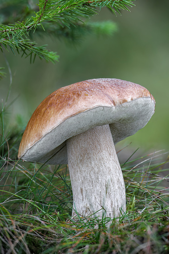 Amazing edible mushroom boletus edulis known as penny bun in grass under spruce tree - Czech Republic, Europe