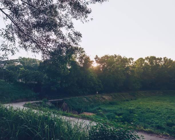 istock Sunrise near the morning walk path surrounded by the rainforest trees. 1432831381