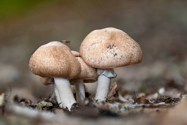 비늘 모양의 나무 버섯 그룹 (agaricus silvaticus) 9 월 - 숲주름버섯 뉴스 사진 이미지