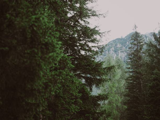 The beautiful evergreen forest in the mountains