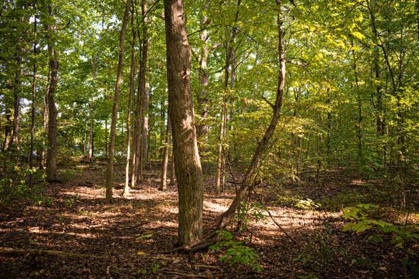 istock Scenic view of the trees in the sunny forest 1432832052
