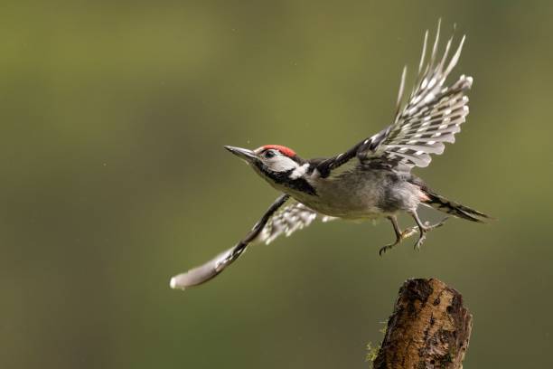 istock Closeup shot of a Great Spotted Himalayan Woodpecker perched on a mossy tree trunk 1432832473
