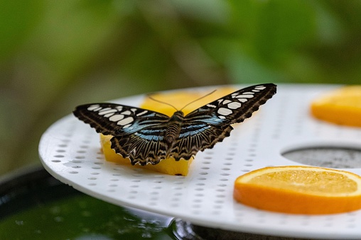 A closeup shot of a beautiful butterfly on an orange slice