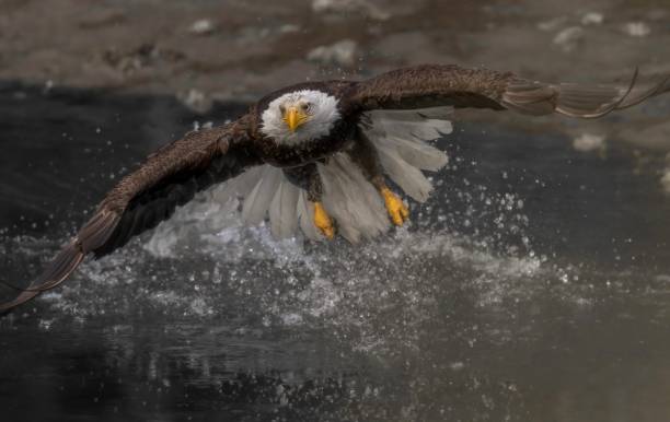 снимок белоголового орла крупным планом - white headed eagle стоковые фото и изображения