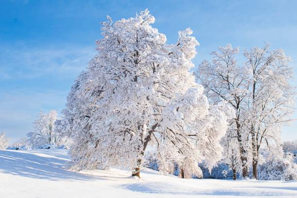 istock Closeup shot of a large snow covered tree on a sunny day 1432834070