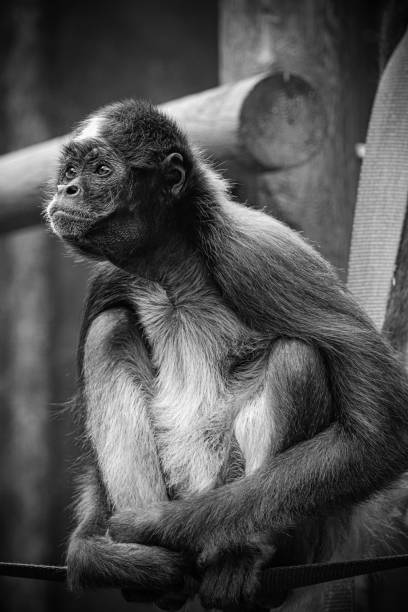istock Vertical grayscale shot of a sitting monkey in a forest 1432834167