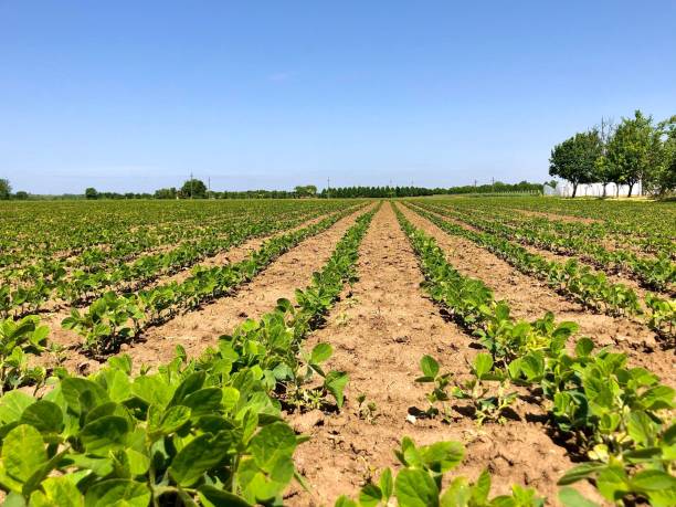 istock Row of vegetables plants grown on a sunny day 1432834556