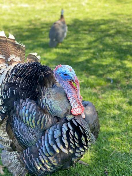 istock Vertical shot of a turkey on the grass 1432834686