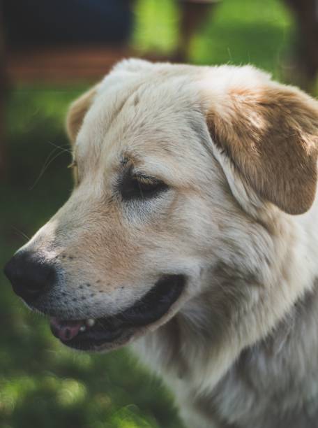 istock Closeup of a golden retriever. 1432834754