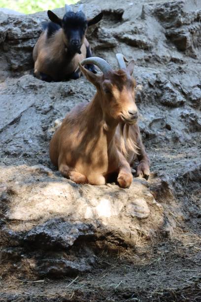 istock Vertical shot of brown goats lying on the rocks 1432835121