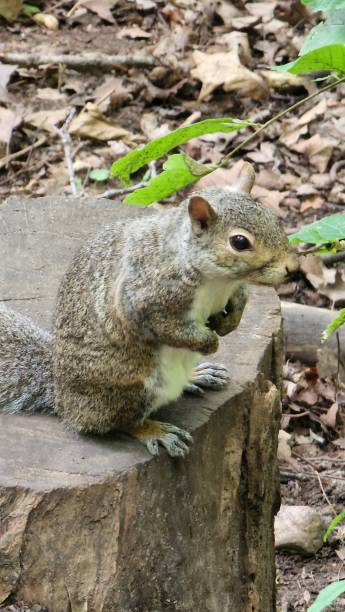 istock Vertical shot of a squirrel on a tree stump 1432835378