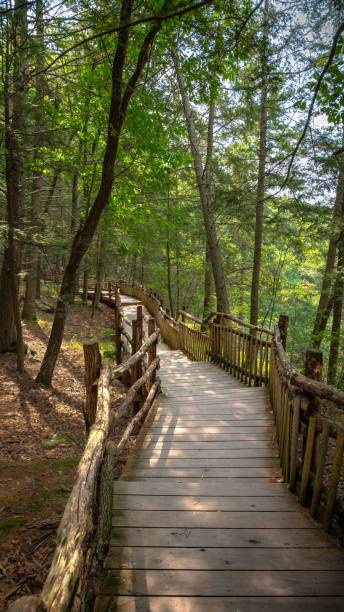 istock Vertical shot of a walkway surrounded by vegetation and woods 1432835499