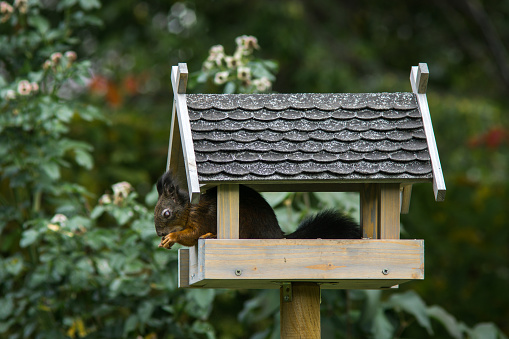 brown squirrel sitting a bird feeder house and is eating all the sunflower seeds in a garden