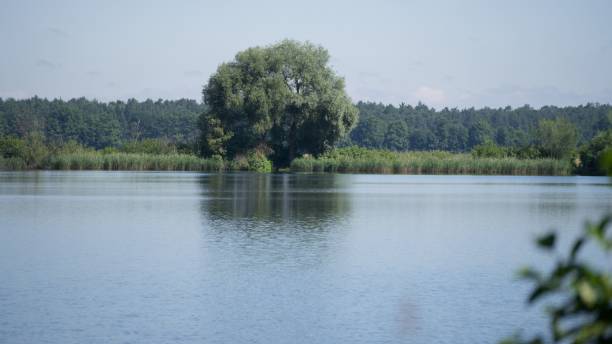 istock Big tree growing in Water in Bavari 1432837282