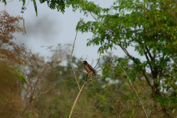 istock Closeup of a Falcon perched on a plant 1432837326