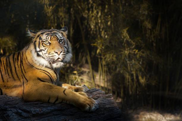 istock Selective focus shot of tiger at the zoo 1432837389