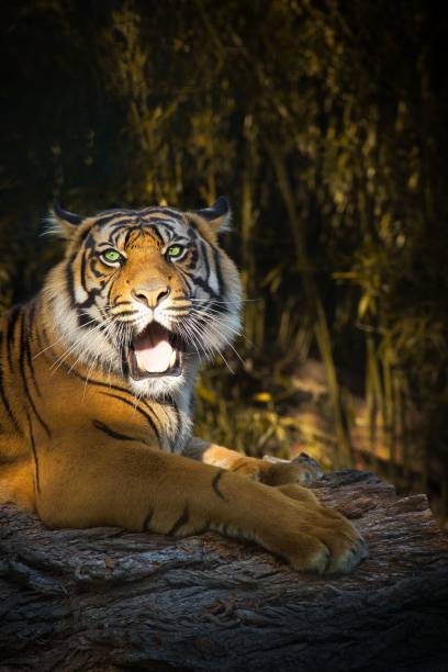 istock Vertical shot of tiger at the zoo 1432837390